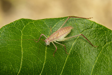 Image of a Long-Horned Grasshopper on green leaves. Insect Animal.
