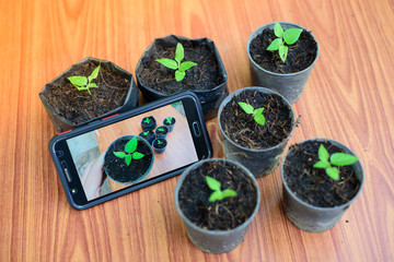 Shooting little plants  with smartphone