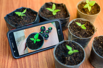 Shooting little plants  with smartphone