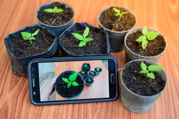 Shooting little plants  with smartphone