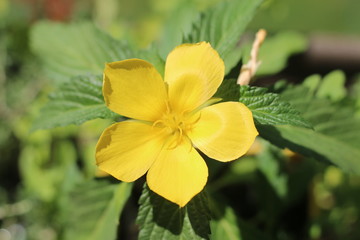 ziele Damiana