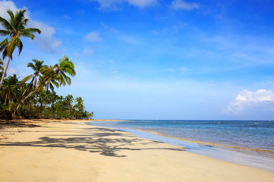 Palm trees on white tropical beach