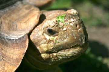 Sporenschildkröte nach der Nahrungsaufnahme 