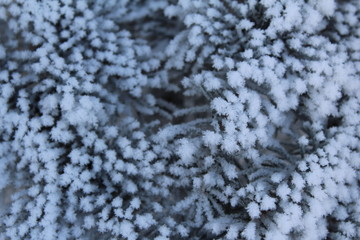 snow-covered fir branches