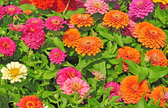 Fototapeta Garden with multicolored gorgeous flowers