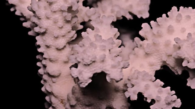 White Sea Coral on Black Background, Warm Light – Close-up, Detail