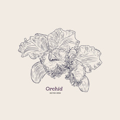 Violet and yellow orchid. hand draw sketch vector.