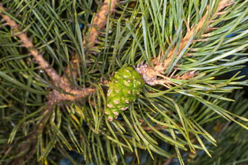 Immature green pine cone. Young needles of pine