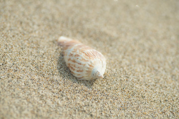 砂浜と貝殻
