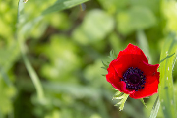 the anemones blossom at israel