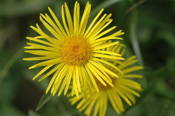 Yellow daisy-like wildflowers in summer bloom, close-up view, Doronicum