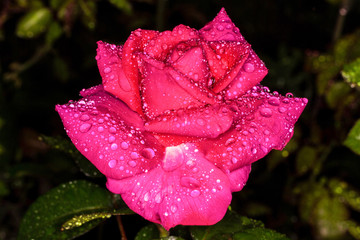 Pink rose. Rose in drops of dew. 