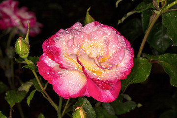 Pink rose. Rose in drops of dew. 
