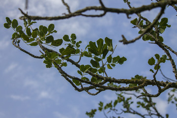 close up on a branch