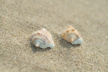 Fototapeta na wymiar 砂浜と貝殻 