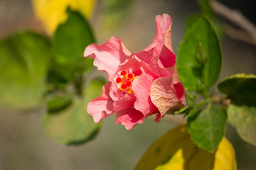 Close up of red Hibiscus rosa-sinensis