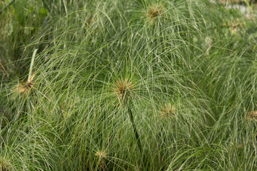  Green Small Leaf of Papyrus tree.
