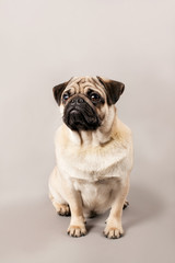 Мопс сидит на сером изолированном  фоне в студии.