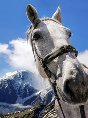 Fototapeta premium a white horse, cloudy blue sky and mountains landscape