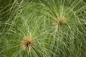  Green Small Leaf of Papyrus tree.