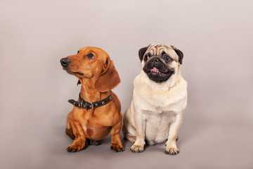 Такса и мопс сидят на изолированном фоне в студии.