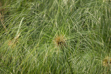  Green Small Leaf of Papyrus tree.