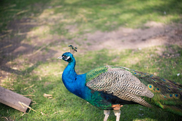 Peacock in Keukenhof