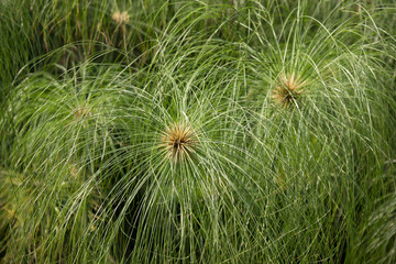  Green Small Leaf of Papyrus tree.