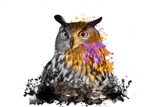 owl with abstract paint on white background