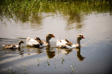 A flock of domestic geese is floating in the pond. Ecology. Pure organic product.