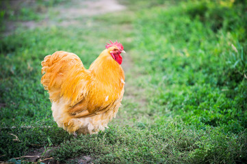 Exotic roosters and chickens on a background of green grass. Home farm in the south of Russia. Red, white, mottled.