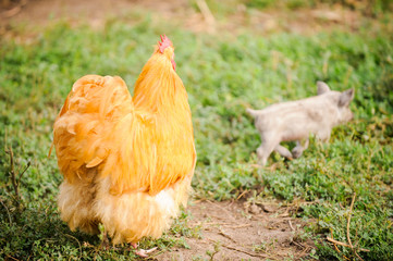 Exotic roosters and chickens on a background of green grass. Home farm in the south of Russia. Red, white, mottled.