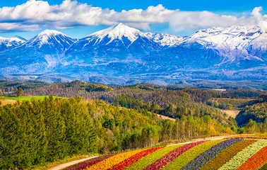 Mountain covered with snow,Colorful flower field on the hill at Shikisai no oka farm, Biei, Hokkaido, Japan - obrazy, fototapety, plakaty