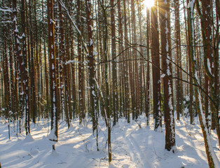 Fototapeta premium Winter pine forest on a Sunny day