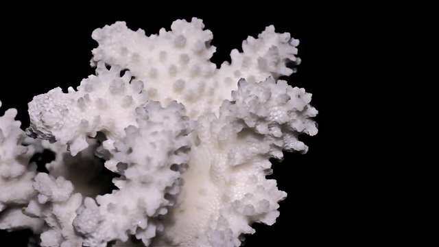 White Sea Coral on Black Background – Close-up, Detail