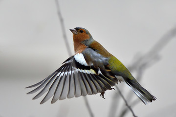 Fringuello in volo