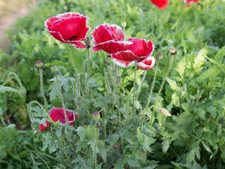 A bunch of Red poppy