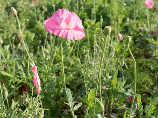 1 Poppy flower