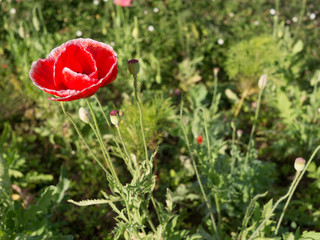 Single Red Poppy