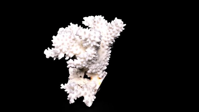 White Sea Coral on Black Background – Close-up, Detail