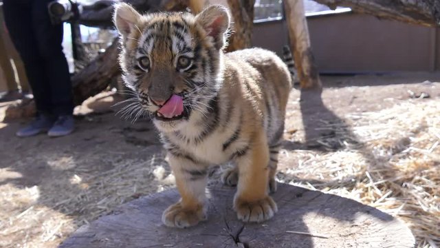 baby tiger getting filmed by wildlife video crew in its pen