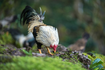Small bread of fowl on mossy rock in wood