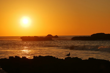 Zachód słońca nad morzem, na pierwszym planie, już w cieniu, nieco rozmyte skały z ptakiem...