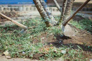 The students help to dig up the grass to prepare the trees.