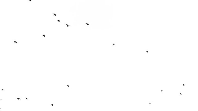 Black birds fly up at top on white background