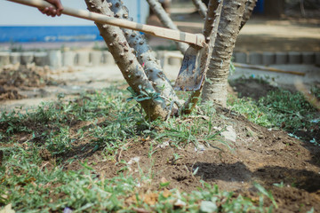 The students help to dig up the grass to prepare the trees.