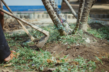 The students help to dig up the grass to prepare the trees.