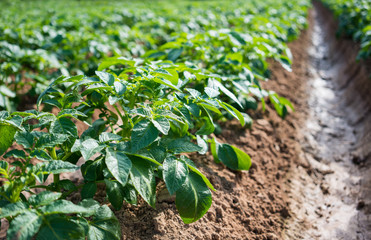 potato plant in farm.