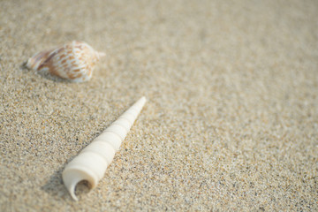 砂浜と貝殻
