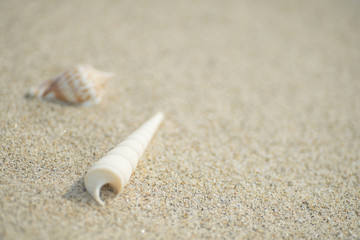 砂浜と貝殻
